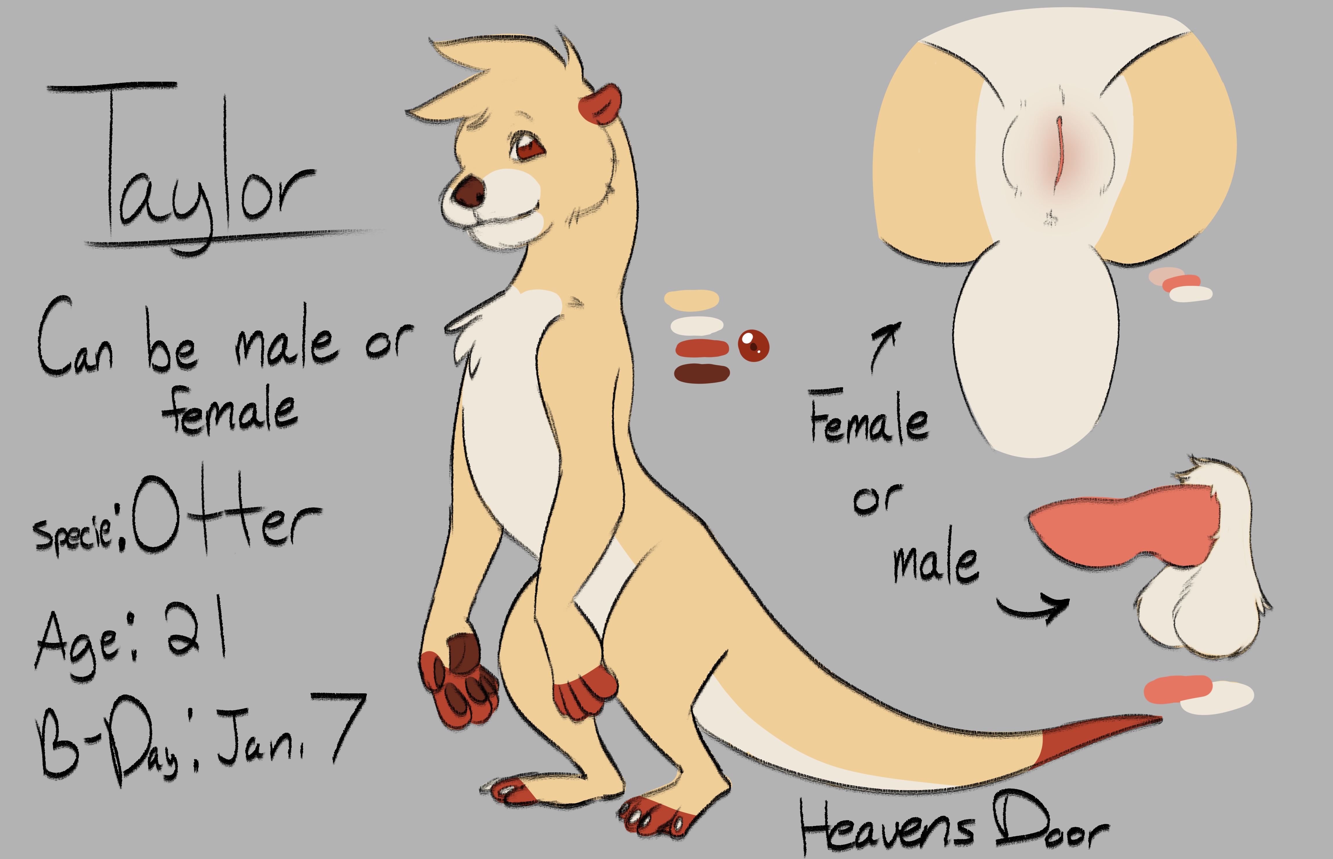 absurd res, hi res, female, lutrine, male, mammal, mustelid, penis, pussy, solo, 