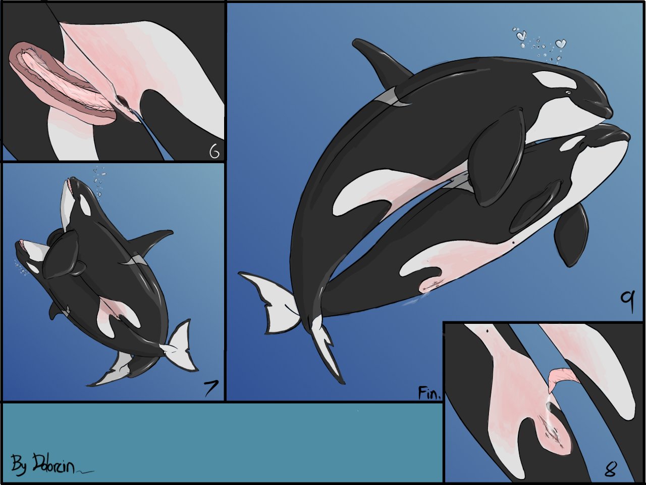 Do orcas have two dicks