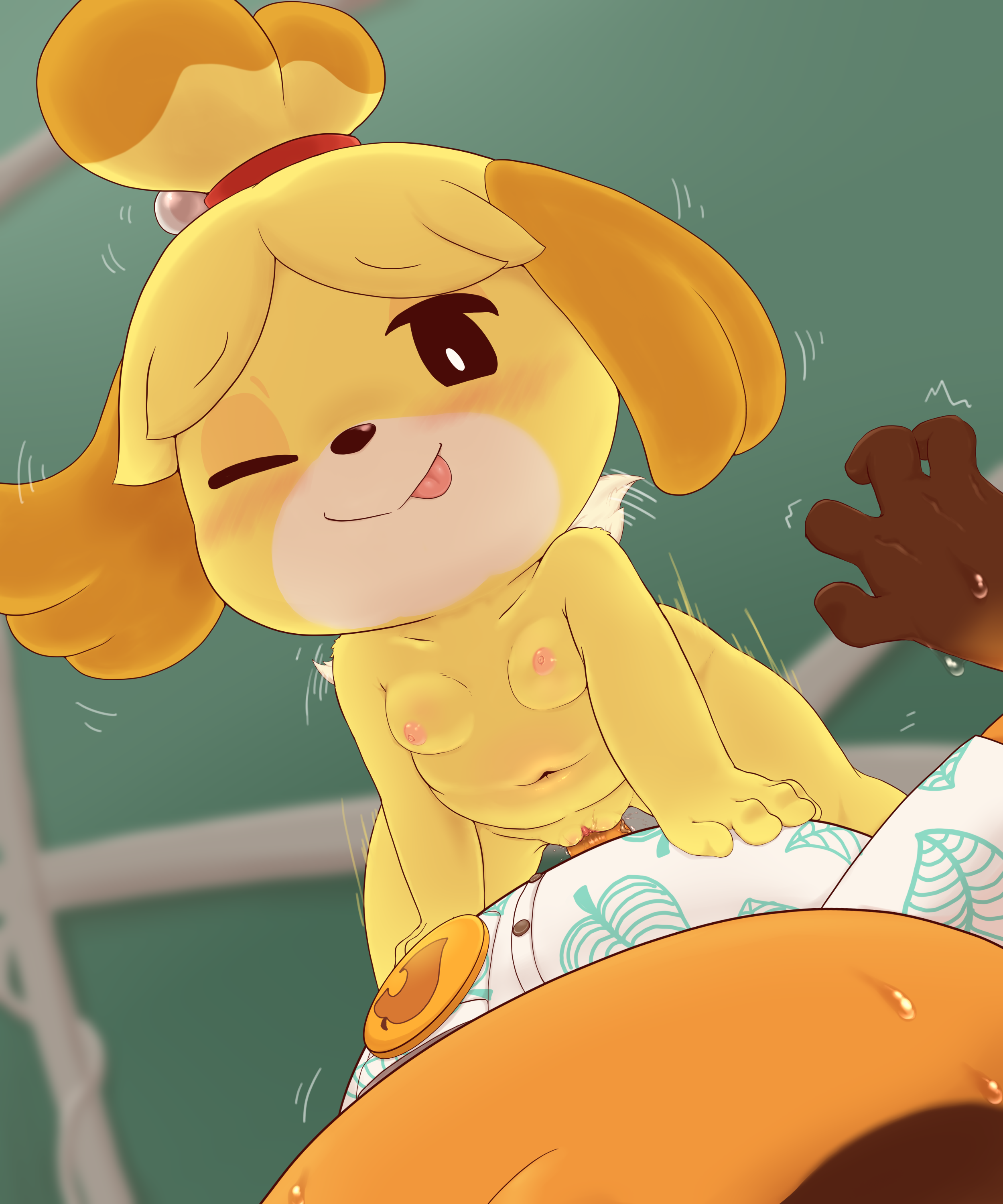 sake kemosalmon, isabelle (animal crossing), tom nook (animal crossing), animal crossing, nintendo, 2020, absurd res, hi res, anthro, anthro on anthro, anthro penetrated, anthro penetrating, anthro penetrating anthro, badge, bell, blush, bodily fluids, breasts, brown body, brown fur, canid, canine, canis, clothing, cowgirl position, domestic dog, dress shirt, duo, female, female on top, female penetrated, first person view, fur, male, male/female, male on bottom, male penetrating, male penetrating female, mammal, motion lines, navel, nipples, on bottom, on top, one eye closed, penetration, pink nipples, raccoon dog, sex, shih tzu, shirt, simple eyes, small breasts, solo focus, sweat, tanuki, tongue, tongue out, topwear, toy dog, vaginal penetration, video games, wince, wink, yellow body, yellow fur, 