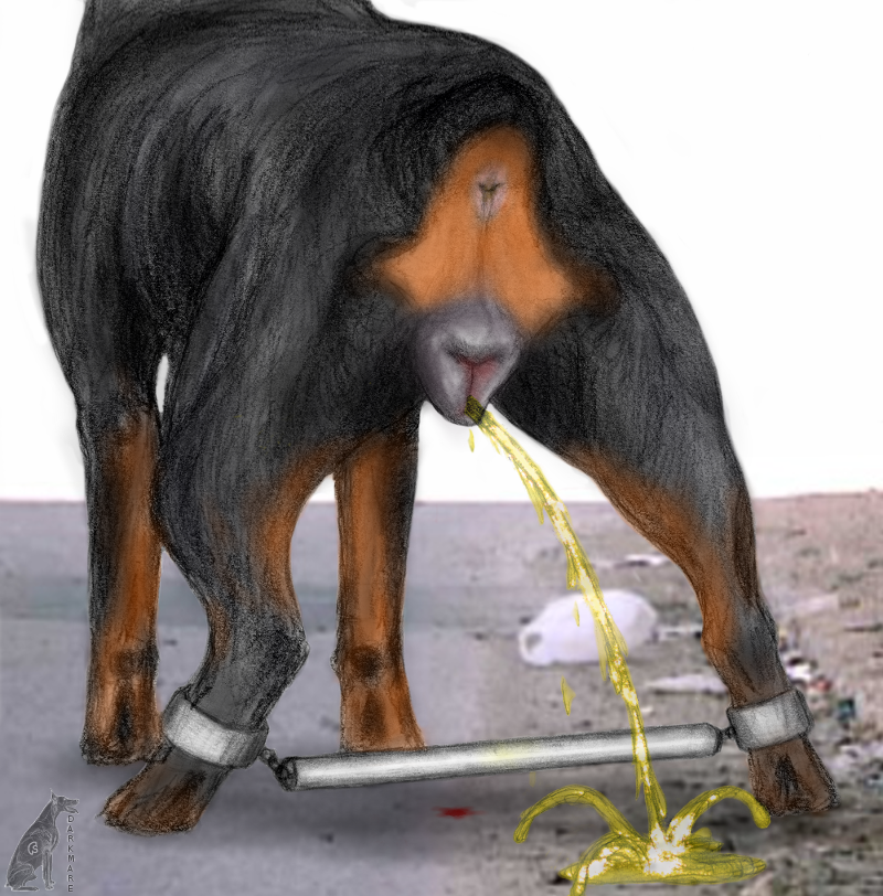 darkmare, animal genitalia, animal pussy, anus, ass, bondage, bound, canine, canine pussy, female, feral, in heat, mammal, peeing, presenting, presenting anus, presenting hindquarters, presenting pussy, pussy, rear view, rottweiler, shackles, solo, spreader bar, urine, urine pool, 