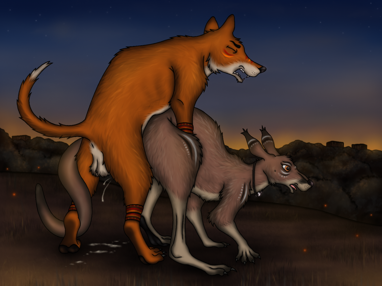 Kangaroos having sex