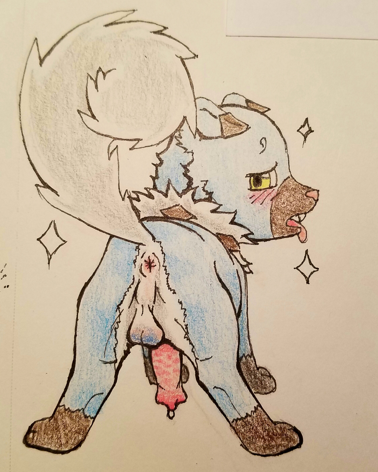 rockruff, shiny pokemon, nintendo, pokemon sm, traditional media (artwork), 1boy, all fours, alternate color, animal genitalia, animal penis, anus, ass, blue fur, blush, brown fur, canine, canine penis, erection, fangs, feet, furry, looking at viewer, looking back, male, mammal, nude, paws, penis, pokemon, precum, solo, tail, testicles, trainer-siren, video games, white fur, yellow eyes, 