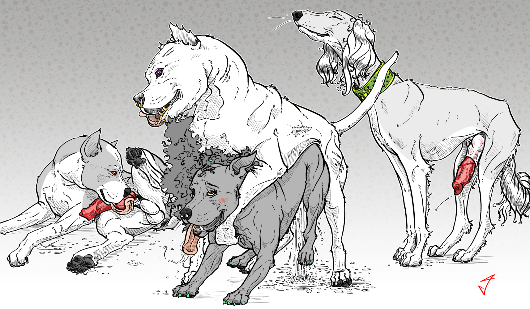 Dogo argentino versus pitbull