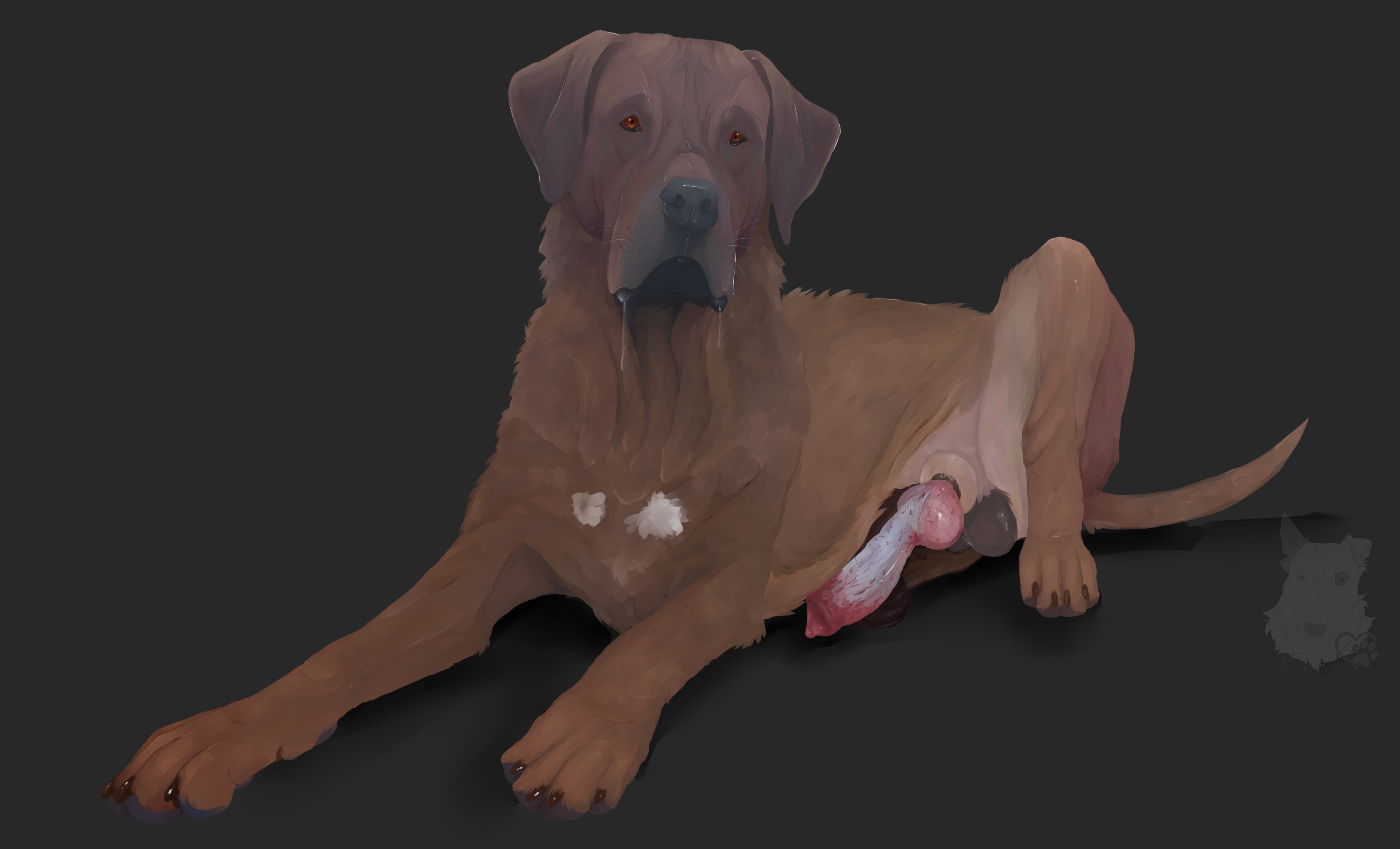 Mastiff penis