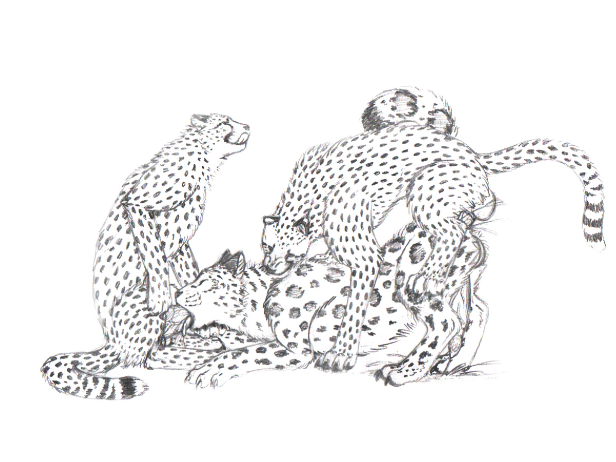 foxywolf, anal, anal sex, balls, bite, cheetah, claws, cum, cum inside, feline, feral, fur, furry only, gay, group, leopard, male, no humans, oral, penetration, sheath, snow leopard, spots, sucking, threesome, tongue, 