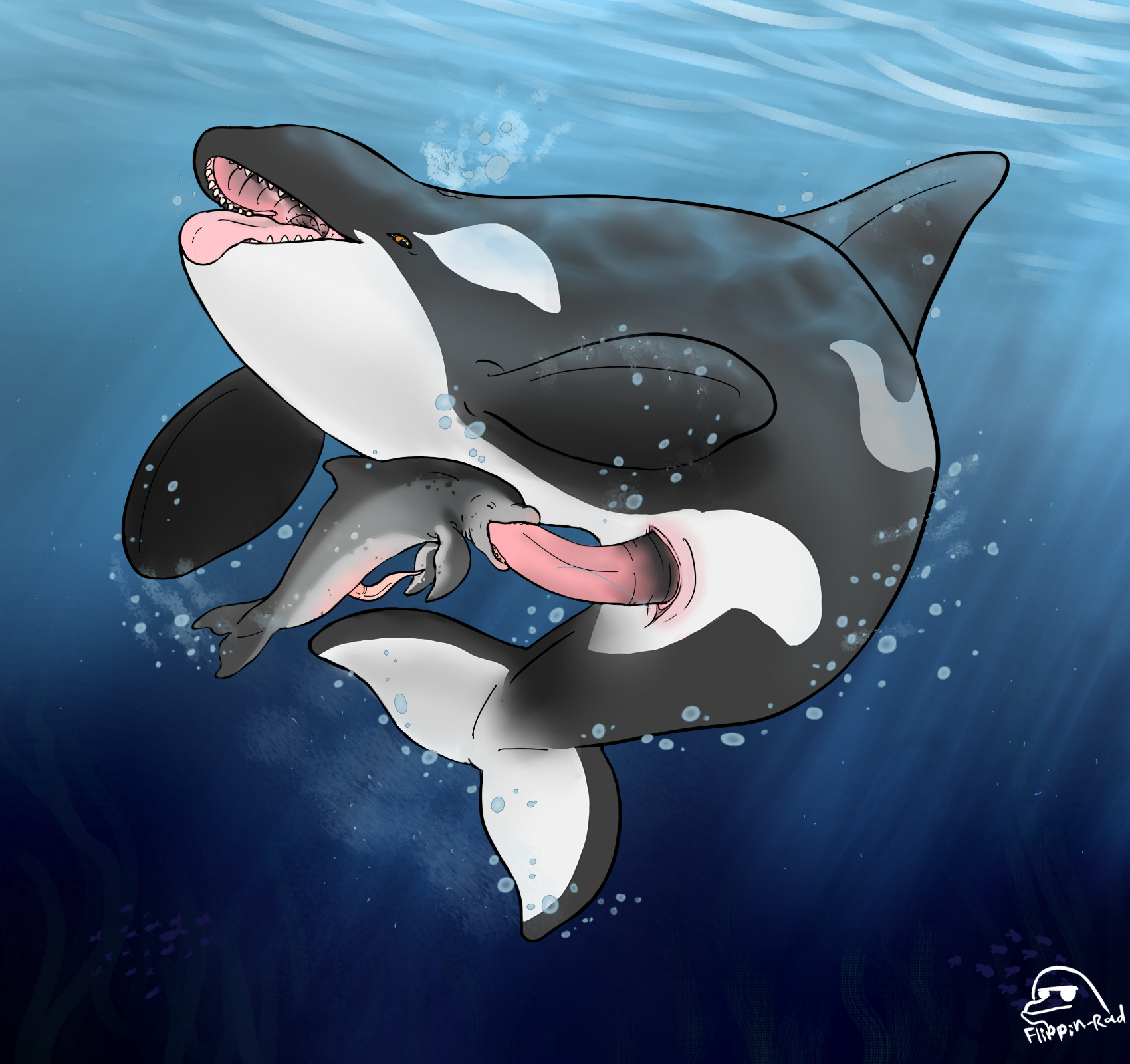 Orca penis