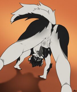 anthro anus ass balls bedroom_eyes bent_over black_body black_fur black_hair canid canine canis domestic_dog erection fur genitals hair half-closed_eyes hi_res humanoid_genitalia humanoid_penis husky inviting kurothefox male mammal multicolored_body multicolored_fur narrowed_eyes nordic_sled_dog nowi_(oolongmatchatea) nude orange_background penis perineum presenting presenting_anus presenting_balls presenting_hindquarters presenting_penis seductive simple_background smile smirk smug smug_face smug_grin solo spitz two-tone_body two-tone_fur white_body white_fur