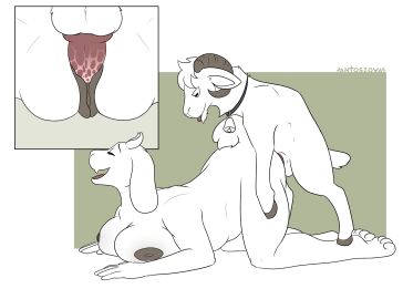 anthro anthro_on_feral antoszowa ass ass_up balls bell blep boss_monster_(undertale) bovid breasts caprine collar duo female feral genitals goat hi_res horn looking_pleasured male mammal open)_smile penetration pussy size_difference tongue tongue_out toriel undertale undertale_(series) vaginal_penetration zoophilia