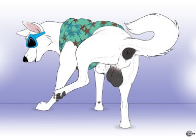 absurd_res animal_genitalia anus backsack balls ballsack blake_(consensualcanine) canid canine canis claws consensualcanine domestic_dog eyewear feral fur genitals german_shepherd herding_dog hi_res male mammal pastoral_dog pawpads paws quadruped sheath solo sunglasses tail white_body white_fur zoophile_pride_colors