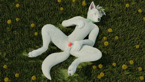 3d anthro balls canid canine canis collar collar_only dandelion digital_media_(artwork) digitigrade flower fox_the_hyena fur genitals grey_hair hair hi_res looking_at_viewer lying male mammal mediastinum nature nude on_back outside penis penis_tip plant pose posing_for_picture presenting presenting_balls presenting_penis rose_(flower) solo spread_legs spreading white_body white_fur wolf