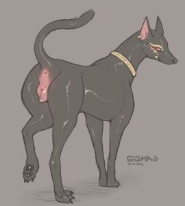 2024 animal_genitalia animal_pussy anubian_jackal anus artist_name big_iris black_body black_claws black_ears black_fur black_nose black_pawpads black_tail canid canine canine_genitalia canine_pussy canis claws collar collar_only dark_body dark_ears dark_fur dark_nose dark_pawpads dark_tail dated digital_drawing_(artwork) digital_media_(artwork) ear_piercing ear_ring eye_markings eyelashes female feral fur fur_tuft genitals glistening glistening_body glistening_eyes glistening_fur glistening_genitalia glistening_nose glistening_pawpads glistening_pussy grey_background head_turned hi_res iris jackal laila_(sigma-d) light_anus light_inner_ear light_pussy looking_at_viewer looking_back looking_back_at_viewer mammal markings monotone_background monotone_body monotone_fur monotone_tail mouth_closed mouth_markings nude nude_female nude_feral pawpads piercing pink_anus pink_inner_ear pink_pussy prick_ears pupils pussy raised_leg realistic_animal ring_piercing sigma-d simple_background snout solo standing tail tail_anus thick_neck three-quarter_view toe_claws tuft yellow_markings