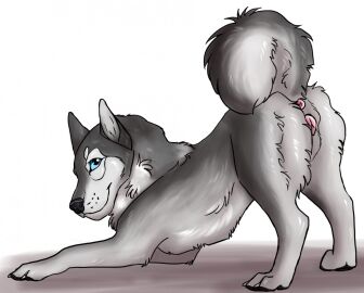 animal_genitalia animal_pussy anus ass ass_up black_nose black_pawpads blue_eyes canid canine canine_genitalia canine_pussy closed_smile female feral fur genitals glistening glistening_eyes grey_body grey_fur grey_tail killthe_demon looking_at_viewer mammal mouth_closed pawpads presenting presenting_anus presenting_pussy pussy side_view simple_background smile solo tail white_background white_body white_fur white_tail