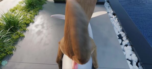 3d_(artwork) 3d_animation anal anal_sex animated bird_dog body_part_in_ass bondage bound bound_rostrum canid canine canis cetacean cowgirl_position digital_media_(artwork) dolphin domestic_dog duo erection feral feral_on_feral feral_penetrated feral_penetrating feral_penetrating_feral from_front_position genitals golden_retriever hunting_dog interspecies light_bondage loop male male/male male_penetrated male_penetrating male_penetrating_male mammal marine on_bottom on_top penetration penile penile_penetration penis pool realistic_feral retriever sex short_playtime sound tagme toothed_whale trioami260 video