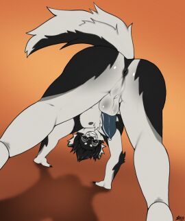 anthro anus ass balls bedroom_eyes bent_over black_body black_fur black_hair canid canine canis condom domestic_dog erection fur genitals hair half-closed_eyes hi_res humanoid_genitalia humanoid_penis husky inviting kurothefox male mammal multicolored_body multicolored_fur narrowed_eyes nordic_sled_dog nowi_(oolongmatchatea) nude nude_male orange_background penis perineum presenting presenting_anus presenting_balls presenting_hindquarters presenting_penis seductive sexual_barrier_device simple_background smile smirk smug smug_face smug_grin solo spitz two-tone_body two-tone_fur wearing_condom white_body white_fur