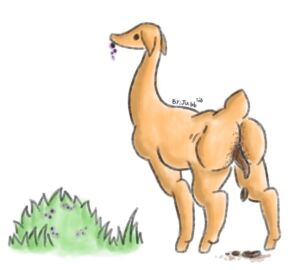 2018 ambiguous_gender ass berry black_eyes eating eating_food feces feces_on_body feces_on_butt feces_on_ground feral floppy_ears food fruit hooves jubb plant pooping_on_floor quadruped raised_tail rear_view scat signature solo tail tan_body tan_tail unknown_species zoophilia