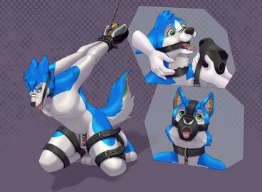 1boy 5_fingers ambiguous_gender anthro arms_together belt black_nose blue_body blue_fur blue_hair bodily_fluids bondage bondage_gear bondage_gloves bound buckle canid canine canis chain_leash chained chains chastity_cage chastity_device clothing collar crazydonkey digital_media_(artwork) digitigrade disembodied_hand domestic_dog dominat duo ear_tuft ears_back fangs fingers fluffy fluffy_tail front_view fur gag gagged genitals green_eyes hair hands_behind_back handwear helpless hi_res husky kneeling leash leashed_collar legs_tied looking_down looking_up male male/ambiguous male_only mammal muzzle_(object) muzzled nordic_sled_dog nude paw_mitts penis petplay pink_penis pivoted_ears raised_tail ring_gag roleplay saliva sequence simple_background slave slim_male spitz tail teeth tongue tongue_out tuft white_body white_fur worried_look wrists_tied wrists_together