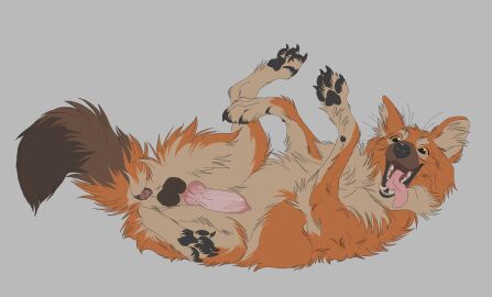 4_toes absurd_res animal_genitalia animal_penis anus balls black_balls brown_paws canid canine canine_genitalia canine_penis claws dhole erection feet feral genitals hi_res hindpaw knot knotted_penis lying male mammal noxy_(dhole) on_back pawpads paws penis solo toe_claws toes tongue tongue_out wavyrr