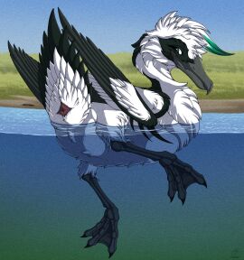 2025 ambiguous_gender anatid animal_genitalia anseriform ass avian bird black_body black_feathers cloaca duck feathered_diva feathers feral floating genitals hi_res multicolored_body multicolored_feathers partially_submerged solo two-tone_body two-tone_feathers water white_body white_feathers