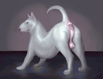 anatomically_correct anatomically_correct_anus anatomically_correct_genitalia anatomically_correct_penis animal_genitalia animal_penis anus ass ass_up balls big_anus big_ass big_butt black_nose boaz_(darkmare) bull_terrier canid canine canine_genitalia canis detailed detailed_anus digital_media_(artwork) domestic_dog duo feral fur genitals glistening glistening_body gold_(metal) groomed hair hairless_balls hazed01 hi_res hunting_dog looking_back male mammal muscular muscular_feral nude penis pink_anus pink_balls presenting presenting_anus presenting_balls presenting_hindquarters prick_ears puffy_anus quadruped raised_tail realistic_anatomy realistic_feral realistic_shading short_hair simple_background solo tail terrier thick_neck thick_thighs white_body white_fur