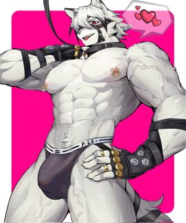 2024 abs anthro areola belt bulge canid canine canis clothing collar detailed_bulge fingerless_gloves fur gloves hair handwear hi_res jockstrap leash leashed_collar looking_at_viewer male male_only mammal mihoyo muscular muscular_anthro muscular_male nipple_piercing nipples piercing red_eyes solo tail underwear von_lycaon vv92890531 white_body white_fur wolf zenless_zone_zero