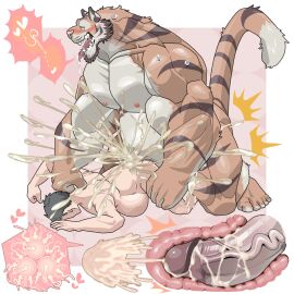 2boys abs absurd_res anal anal_sex anthro anthro_dominating_human anthro_penetrating anthro_penetrating_human ass back_muscles balls beard big_balls big_dom_small_sub big_muscles big_pecs big_penis black_hair blush bodily_fluids body_hair brown_hair chan_kiti_chan_(artist) chest_hair cum cum_drip cum_everywhere cum_in_ass cum_inside cum_on_ass cum_on_back cum_on_butt cum_on_chest cum_on_penis doggy_style dominant dominant_anthro dominant_male dripping duo erection excessive_cum excessive_genital_fluids facial_hair felid from_behind_position fur gay genital_fluids genitals hair heart heart_symbol hi_res holding_partner huge_balls huge_cock huge_muscles human human_on_anthro human_penetrated hyper hyper_balls hyper_genitalia hyper_penis impregnation inflation internal interspecies larger_anthro larger_male leaking_cum licking licking_lips looking_pleasured male male/male male_impregnating_male male_impregnation male_penetrated male_penetrating male_penetrating_male male_pregnancy mammal messy multicolored_body multicolored_fur musclegut muscles muscular muscular_anthro muscular_male navel nipples nude orange_body orange_fur pantherine pecs penetration penile penile_penetration penis penis_in_ass pregnancy pregnant pregnant_male pubes sex size_difference smaller_human smaller_male smaller_penetrated sperm sperm_cell stomach_bulge submissive submissive_human submissive_male sweat tiger tongue tongue_out white_body white_fur x-ray