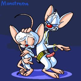 2boys animaniacs belt belt_buckle big_ears big_head bling blue_eyes blush bodily_fluids bracelet brainsister covering covering_crotch digital_media_(artwork) duo erection gesture gold_(metal) hand_gesture hand_on_head jewelry looking_at_another low_res male male/male male_only mammal mouse multiple_boys multiple_males murid murine nervous nude pendant pimp pimpin_aint_easy pinky_(warner_brothers) pinky_and_the_brain questionable_consent red_nose rodent scared signature simple_background smile sweat tail_wrapped_around the_brain warner_brothers