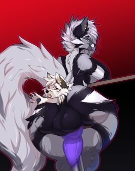 1futa absurd_res anal_vore anthro balls canid canine canis cmitchell duo female fur futanari genitals grey_body grey_skin hi_res intersex long_ears long_tail male mammal orange_eyes penis piercing purple_eyes purple_penis stripes tail vore white_body white_fur wolf
