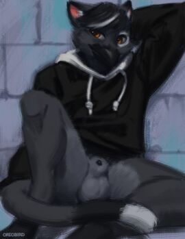 animal_genitalia anthro avian balls beak bird black_hair bottomless bottomless_male canine_genitalia clothed clothing corvid corvus_(genus) crow eye_markings fur genitals grey_body grey_fur gryphon hair hoodie male markings multicolored_body mythological_avian mythological_creature mythology orange_eyes oreobird oreos_(oreobird) oscine passerine penis sheath sitting solo topwear two-tone_body