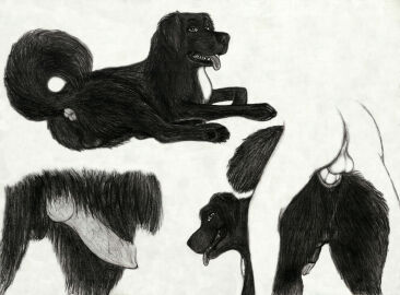 2023 anal anal_sex animal_genitalia animal_penis anus ass backsack balls ballsack canine_genitalia canine_penis duo feral feral_penetrated genitals graphite_(artwork) hi_res human human_on_feral human_penetrating human_penetrating_feral interspecies knot male male/male male_penetrated male_penetrating male_penetrating_male mammal monochrome pencil_(artwork) penetration penile penile_penetration penis penis_in_ass sex traditional_media_(artwork) vinadog zoophilia