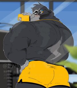 animated anthro anthro_only ass ass_focus back_view bara bara_ass bara_butt barazoku big_ass big_butt black_fur blue_clothing bouncing_ass bouncing_butt bubble_ass bubble_butt butt_focus dat_ass dat_butt earrings gay grey_fur gym hyaku_(artist) male male_only muscular muscular_anthro muscular_male necklace oc orange_clothing original_character phone recording shorter_than_10_seconds shorts tagme thong video wristband