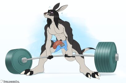 anthro balls barbell clothing deadlift genitals half-erect humanoid_genitalia humanoid_penis kangaroo macropod male mammal marsupial muscular penis solo spelunker_sal surprised_expression wardrobe_malfunction weights
