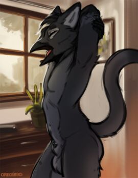 animal_genitalia anthro avian backsack balls ballsack beak bird black_hair canine_genitalia closed_eyes corvid corvus_(genus) crow eye_markings fur genitals grey_body grey_fur gryphon hair inside male markings multicolored_body mythological_avian mythological_creature mythology nude open_mouth oreobird oreos_(oreobird) oscine passerine raised_tail solo stretching tail two-tone_body yawn