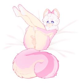 1boy 2023 anthro anus ass balls bed cute_male feet femboy flaccid fluffy fluffy_tail foreskin fur furniture furry genitals girly hair hi_res inner_ear_fluff katsucoffee legs_up looking_at_viewer male male_only mammal nude on_bed pawpads paws penis pink_body pink_fur presenting presenting_hindquarters rodent ruff simple_background small_penis solo tail tan_body tan_fur thick_thighs tuft uncircumcised