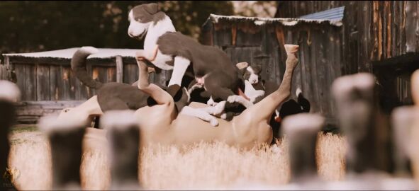 3d_(artwork) 3d_animation ambiguous_penetration anal anal_sex animal_genitalia animal_penis animated bisexual body_part_in_mouth bound canid canine canine_genitalia canine_penis canis collie cowgirl_position cunnilingus digital_media_(artwork) domestic_dog equid equine equine_genitalia equine_penis erection fellatio female female_penetrated feral feral_on_bottom feral_on_feral feral_penetrated feral_penetrating feral_penetrating_feral fivesome from_front_position fur genitals group group_sex herding_dog interspecies intraspecies knot knotted_penis large_insertion looking_at_viewer male male/female male/male male_feral male_penetrated male_penetrating male_penetrating_female male_penetrating_male mammal obscured_penetration on_bottom on_top oral oral_penetration pastoral_dog penetration penile penile_penetration penis penis_in_mouth realistic_feral sex sheepdog shepherd short_playtime sound tagme trioami260 vaginal_penetration video