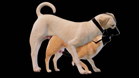 anal anal_sex anonyartist3d anonymous_character asphyxiation bird_dog black_background canid canine canis clothing domestic_dog duo erection faceless_character faceless_male feral floppy_ears forced_transformation full-length_portrait genitals hi_res hunting_dog knot knotted_penis labrador latex latex_clothing latex_condom male male/male mammal pawpads paws penetration penis portrait quadruped retriever sex shiba_inu side_view simple_background spitz suit suit_transformation transformation