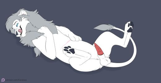 anatomically_correct anatomically_correct_genitalia animal_genitalia animal_penis balls bedroom_eyes blue_eyes caraluca digital_drawing_(artwork) digital_media_(artwork) erection felid feline feline_genitalia feline_penis feral fur genitals glistening glistening_eyes hi_res licking licking_lips licking_own_lips lion looking_at_viewer lying male mammal mane narrowed_eyes on_back pantherine pawpads paws penile_spines penis presenting presenting_penis scar seductive sheath signature simple_background smile solo spread_legs spreading tail teeth text tongue url white_body white_fur