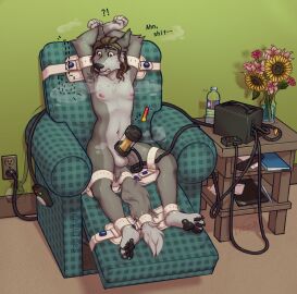 5_fingers ?! anthro armchair balls biped bondage bound canid canine canis chair claws countershade_face countershade_fur countershade_torso countershading dalian_(sentharn) erection eyebrows fingers flower fur furniture genitals grey_body grey_fur hair hi_res imminent_orgasm male mammal navel outlet pawpads penile penis penis_milking penis_milking_machine plant realization segufix self_bondage self_bondage_gone_wrong solo sunflower tail veevulpes wolf