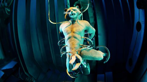 3d anthro balls bodily_fluids bondage bound digital_media_(artwork) dripping erection fucking_machine genital_fluids genitals guardians_of_the_galaxy hi_res looking_at_viewer looking_pleasured machine male mammal marvel marvel_comics nude penile penis precum precum_drip procyonid prostate_stimulator raccoon ralic_turman rocket_raccoon sex_toy solo submissive technophilia