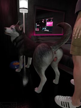 3d 4:3 anatomically_correct anatomically_correct_genitalia anatomically_correct_pussy animal_genitalia animal_pussy anus ass big_ass big_butt black_body black_nose blender_(artwork) canid canine canine_genitalia canine_pussy canis digital_media_(artwork) domestic_dog duo eye_contact female feral fur genitals glowing glowing_eyes half-closed_eyes hi_res human husky looking_at_another male male/female mammal narrowed_eyes nordic_sled_dog nude pink_anus pink_pussy pussy quadruped raised_tail realistic_feral spitz syaru3d tail thick_thighs white_body white_fur wide_hips