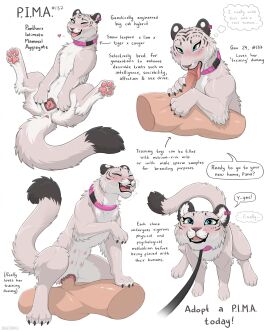 anatomically_correct anatomically_correct_genitalia anatomically_correct_pussy animal_genitalia animal_pussy anthro anthro_penetrated anus blue_eyes bondage breasts claws collar cougar cowgirl_position dialogue digitoxici duo ear_piercing ear_tag english_text feet felid feline feline_genitalia feline_pussy fellatio female female_feral female_masturbation feral feral_on_human from_front_position fur genetically_modified genitals grey_body grey_fur hands-free_masturbation hi_res horny_female human human_on_anthro human_penetrating human_penetrating_anthro hybrid inner_ear_fluff interspecies licking lion looking_at_viewer male male/female male_human mammal milk multi_breast oc on_bottom on_top one_eye_closed oral p.i.m.a pantherine pawpads penetration penile penis penis_lick penis_on_tongue pet_(disambiguation) petplay piercing pink_collar pink_nipples pleasure_face presenting presenting_pussy purring pussy roleplay sex sex_toy snow_leopard speech_bubble spread_pussy spreading talking_feral text tiger tongue tongue_out tuft wink winking_at_viewer zoophilia