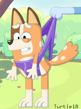 anthro australian_cattle_dog bluey_(series) canid canine canis cattledog chilli_heeler domestic_dog female feral in_pain orange_body orange_fur panties purple_panties purple_underpants purple_underwear purple_undies turtle18 underpants underwear undies wedgie