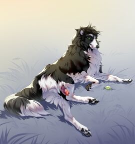 2024 animal_genitalia animal_penis aseniyaaa ball_(object) balls black_body black_fur border_collie canid canine canine_genitalia canine_penis canis collie domestic_dog feral fur genitals herding_dog hi_res lying male mammal multicolored_body multicolored_fur on_side pastoral_dog penis sheepdog solo tennis_ball two-tone_body two-tone_fur white_body white_fur