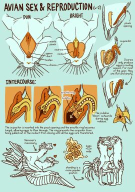 2_toes alien anatomical_diagram anatomy animal_genitalia avian avian_(rtts) balls big_ears blue_background bone_frill cloaca cross_section cutaway egg egg_implantation english_text feathered_wings feathers feet female feral frill_(anatomy) from_front_position furry genitals group heart_symbol hi_res internal internal_balls jayrockin lying male male/female missionary_position monochrome multi_eye multiple_images neck_tuft on_back open_mouth ovaries oviposition ovipositor penetration pouch_(anatomy) pouch_penetration restricted_palette runaway_to_the_stars sex simple_background spread_legs spread_wings spreading standing standing_sex tail tail_feathers text toes tuft wings yellow_cloaca yellow_ovipositor