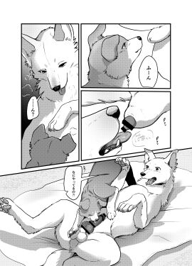 2023 absurd_res animal_genitalia anus azu_(momou_fox) balls balls_grab becoming_erect black_and_white canid canine canine_genitalia canis censored comic digital_media_(artwork) domestic_dog doujinshi duo female feral fluffy fluffy_tail fur genital_focus genitals hi_res japanese_text licking lying male male/female mammal markings momou monochrome on_back oral penile penis penis_lick quadruped sex sheath sheath_lick tail tail_markings text tongue translation_request