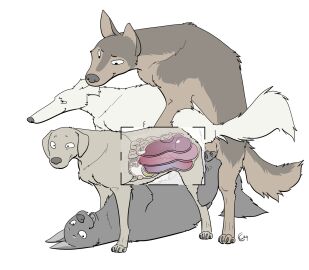 anal anal_knotting anal_sex animal_genitalia animal_penis ass bladder bodily_fluids borzoi brown_body brown_fur canid canine canine_genitalia canine_penis canis causationcorrelation claws cum cum_in_ass cum_in_bladder cum_in_uterus cum_inside domestic_dog erection female female_penetrated feral feral_on_feral feral_penetrated feral_penetrating feral_penetrating_feral floppy_ears foursome fur genital_fluids genitals group group_sex guts hi_res hunting_dog internal intestines intraspecies knot knotting male male/female male_penetrating male_penetrating_female mammal organs ovaries paws penetration penile penile_penetration penis penis_in_ass penis_in_pussy penis_in_urethra pussy quadruped sex sighthound simple_background tail urethral urethral_knotting urethral_penetration urine uterus vaginal_knotting vaginal_penetration white_background white_body white_fur