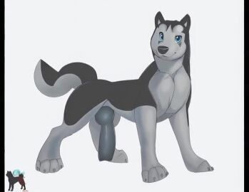 ai_animation ai_assisted akita animal_genitalia animal_penis big_penis black_body black_fur black_penis blue_eyes canid canine canine_penis canis domestic_dog feral fur furry furry_only genitals hi_res kudo looking_at_viewer male male_only mammal metalfox penis presenting presenting_penis smile solo spitz tagme tail thrusting video