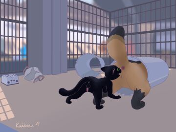 anus ass black_body black_fur canid canine dialogue domestic_cat english english_text erection felid felidae feline felis female feral fur genitals green_eyes hi_res little_kitty_big_city male mammal musk penis pussy quadruped raccoon_dog raised_tail sniffing spread_legs spreading stuck tail tanuki tanuki_(lkbc) text