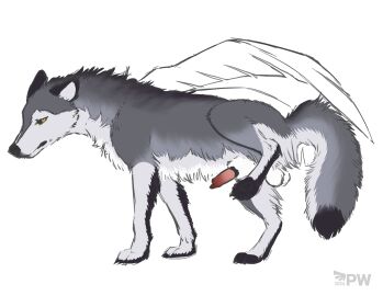 2024 absurd_res animal_genitalia animal_penis balls black_pawpads canid canine canine_genitalia canine_penis canis claws digitigrade erection feral finger_claws fluffy fluffy_tail ftm_crossgender fur genderswap genderswap_(ftm) genitals grey_body grey_fur hi_res independence male mammal paper-wings pawpads penis quadruped raised_leg rule_63 sheath simple_background snout solo tail toe_claws watermark white_background white_body white_fur wings wolf yellow_eyes