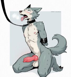animal_genitalia animal_penis anthro arms_tied balls beastars blush bodily_fluids bondage bound breath canid canine canine_genitalia, canine_penis canis claws collar collar_only, countershading daisyglimmer erection feet fur furry genital grey_body grey_fur hands_behind_back kneeling knot leash legoshi_(beastars) male nipples nude open_mouth panting penis simple_background solo submissive submissive_male sweat tail teeth toe_claws tongue tongue_out wolf