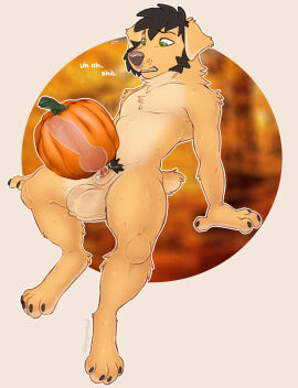 animal_genitalia animal_penis anthro balls bird_dog black_hair canid canine canine_genitalia canine_penis canis clenched_teeth dialogue domestic_dog english_text erection facial_hair food fruit fur genitals golden_retriever hair half-closed_eyes hi_res hunting_dog kingparked knot male mammal multicolored_body multicolored_fur nao_o'connor narrowed_eyes nervous nude penis plant pubes pumpkin pumpkin_masturbation retriever sideburns simple_background solo tan_body tan_fur teeth text two-tone_body two-tone_fur yellow_body yellow_fur